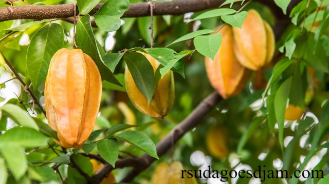 4 Manfaat Buah Belimbing yang Ampuh Jaga Kesehatan Tubuh
