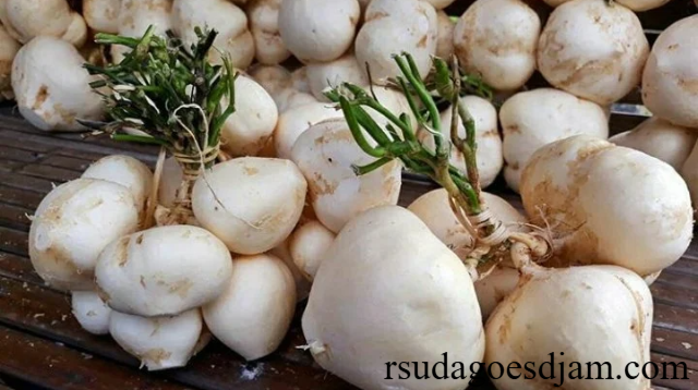 Bengkoang Si Umbi Segar dengan 5 Manfaat Kesehatan Hebat