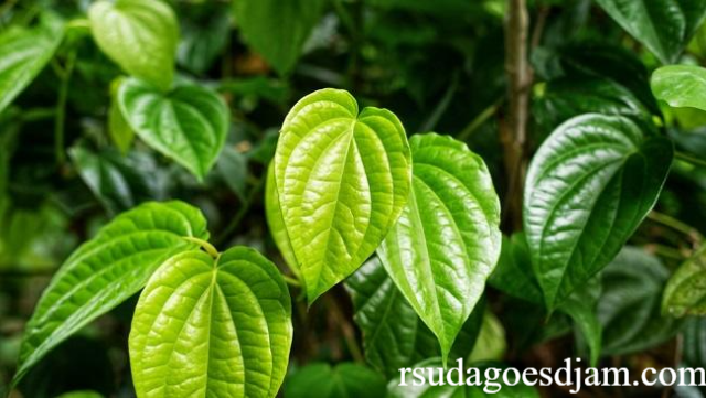Sehat dari Alam Daun Sirih dan Khasiatnya bagi Tubuh
